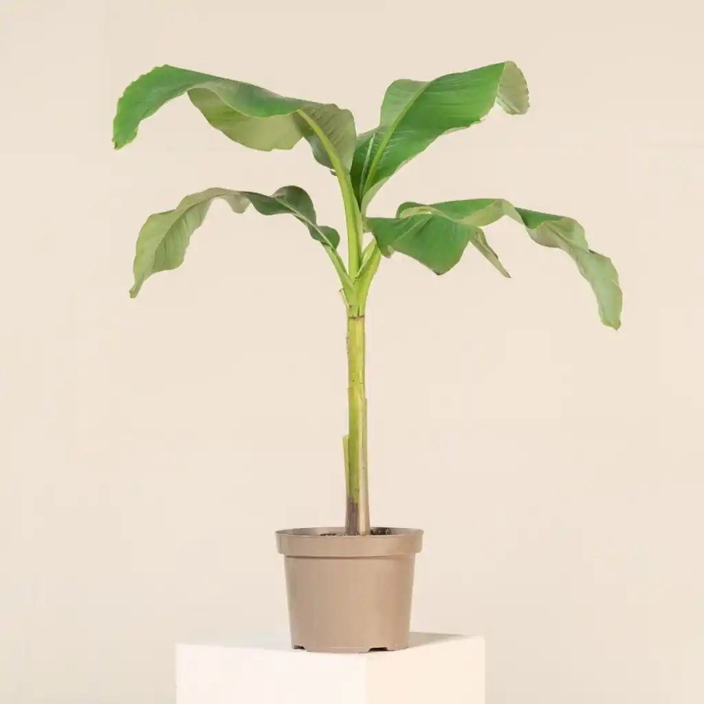 Musa Palm Plant